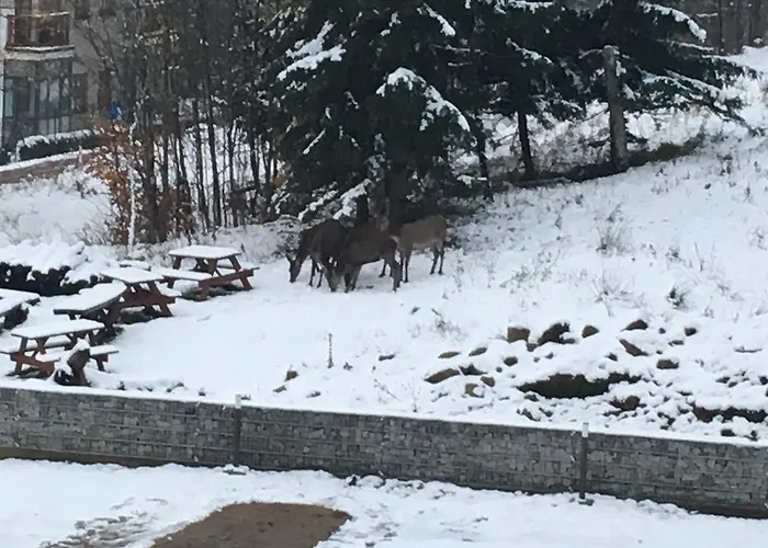 Dask * Szklarska Poreba